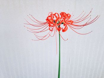 Close-up of red spider lily blooming outdoors
