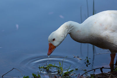 Duck drinking water in the swamp