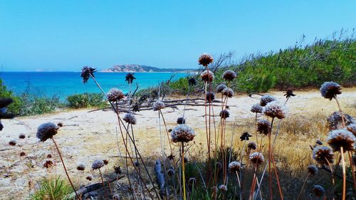 Scenic view of sea against clear sky
