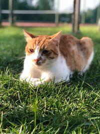 Cat lying on grass