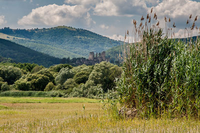 Scenic view of field against sky