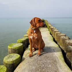 Dog standing on rock by sea against sky