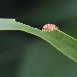 Close-up of insect on leaf