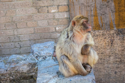 Monkeys sitting on wall