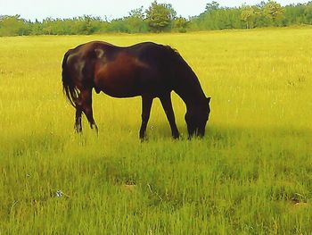 Horses grazing on grassy field