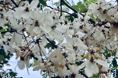 Low angle view of white flowering tree