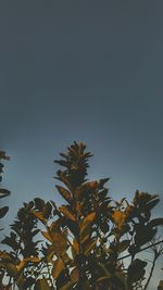 Low angle view of leaves against clear sky