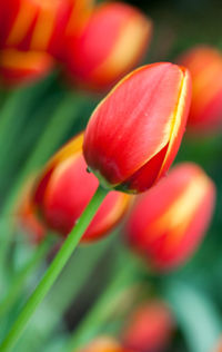 Close-up of red tulip