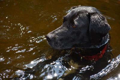 Close-up of wet dog in lake