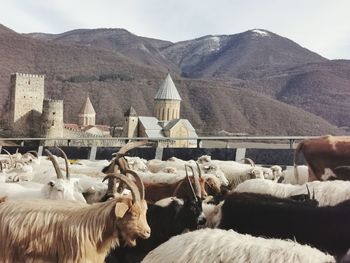 View of sheep on mountain range against sky