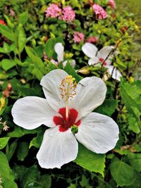 Close-up of white hibiscus flower