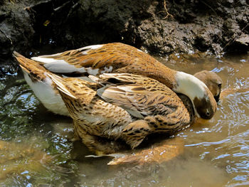 High angle view of mallard duck swimming in lake