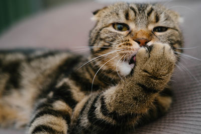 Close-up portrait of a cat