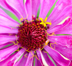 Close-up of pink flower