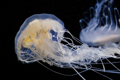 Close-up of jellyfish swimming in sea