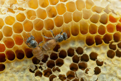 Close-up of bee flying