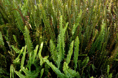 Close-up of fern growing on tree