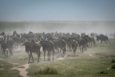 Great migration of blue wildebeest in serengeti