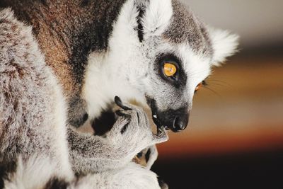 Lemur portrait 