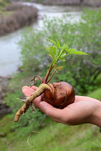 Close-up of hand holding small plant