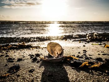 Seashell at beach against sky