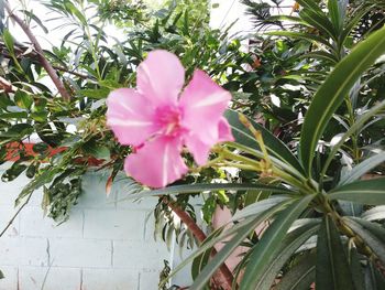 Close-up of pink flowers