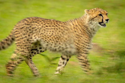 Slow pan of cheetah cub crossing savannah