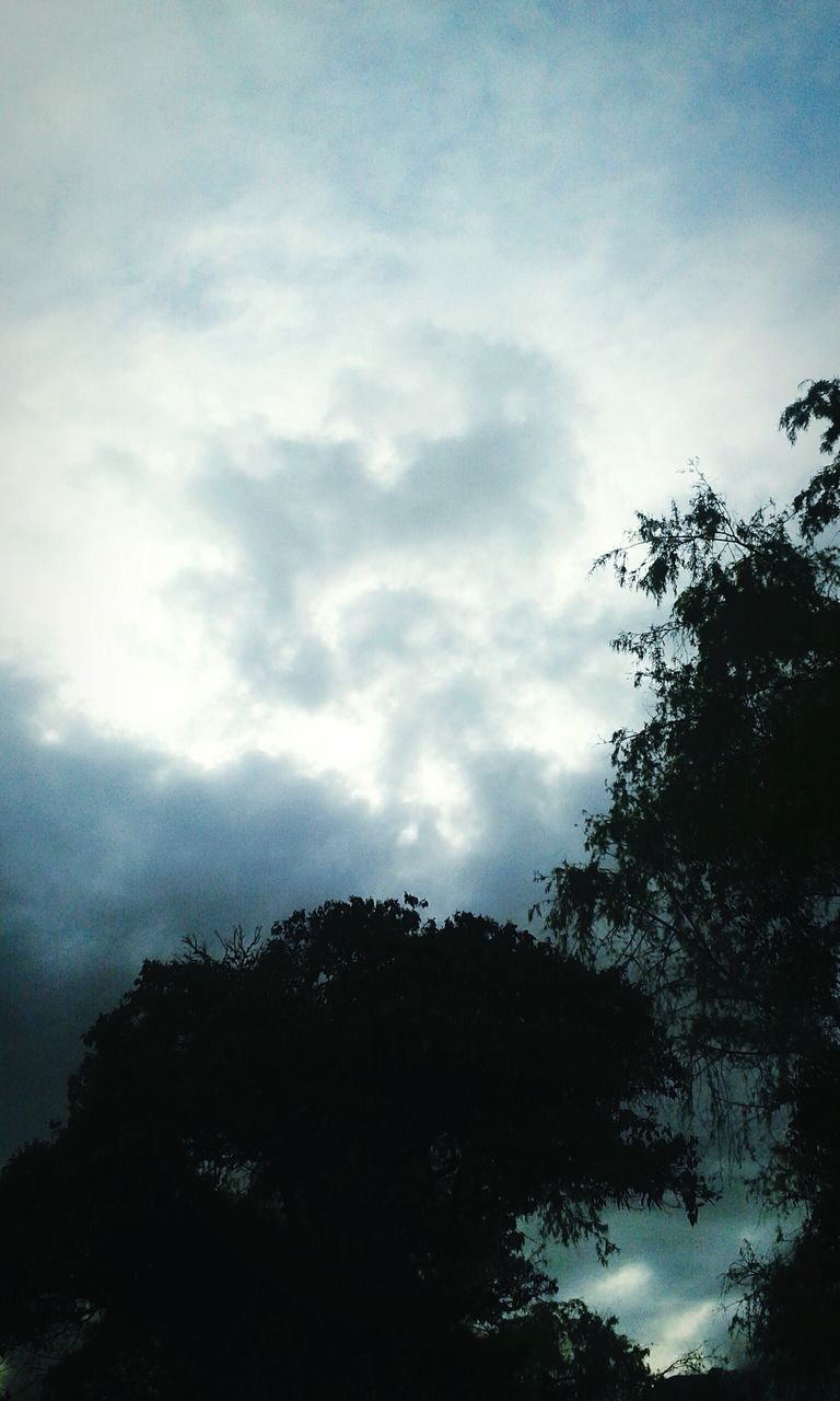 tree, low angle view, sky, cloud - sky, tranquility, beauty in nature, tranquil scene, nature, silhouette, scenics, cloudy, growth, cloud, branch, outdoors, day, no people, idyllic, forest, treetop