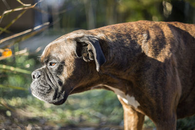 Side view of boxer dog in back yard