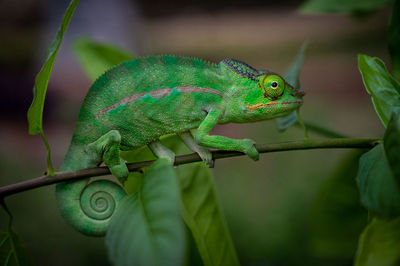 Close-up of a lizard on branch