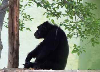 Black cat sitting on tree