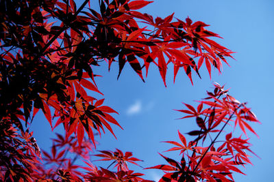 Low angle view of maple tree against sky