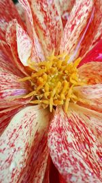 Full frame shot of red flowering plant