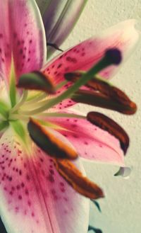 Close-up of pink flower