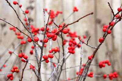 Close-up of red berries growing on tree