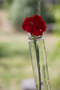 Close-up of red rose on glass