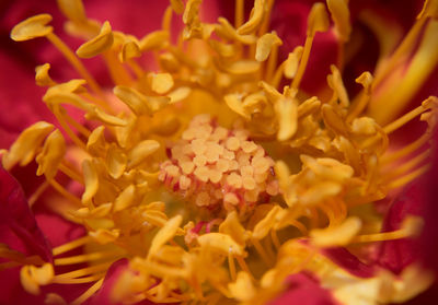 Close-up of yellow flower