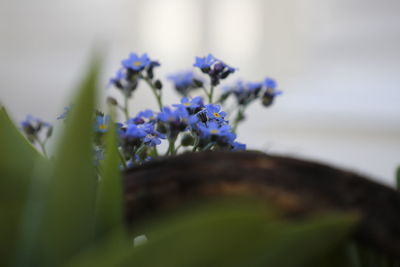 Close-up of purple flowering plant