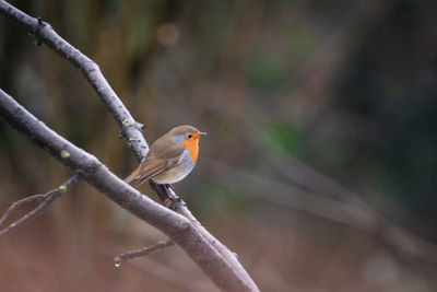 Close-up of robin perching on branch