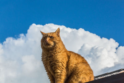 Low angle view of cat looking away against sky