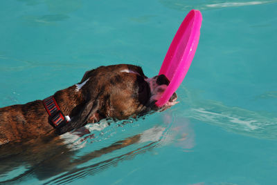 Dog swimming in pool