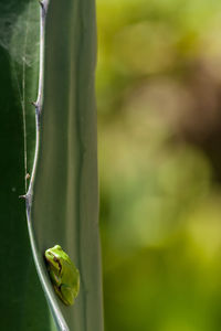 Close-up of insect on leaf