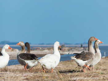 Goose near the lake