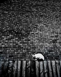 High angle view of cat on wall