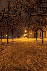 Street lights in park during winter at night