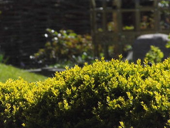 Close-up of yellow flowers