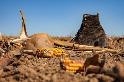 Corns on land against clear sky