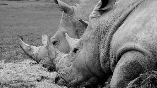 Close-up of rhinoceros lying on field