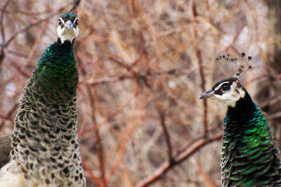 Two peahens