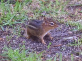 Squirrel on a field